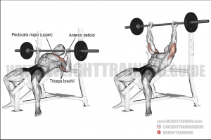 Inclien Benchjpg — Gym Exercises option 15