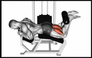 Leg Curljpg — Gym Exercises option 18