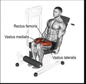 Leg Extjpg — Gym Exercises option 19