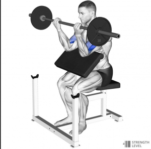 Preacher Curljpg — Gym Exercises option 23