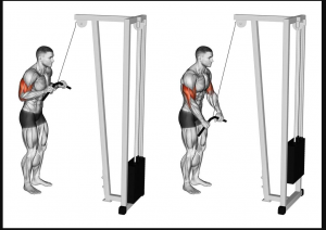 Pushdownjpg — Gym Exercises option 25