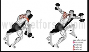 Reardeltjpg — Gym Exercises option 27