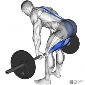 Romainainjpg — Gym Exercises option 28