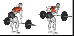 Rowjpg — Gym Exercises option 29