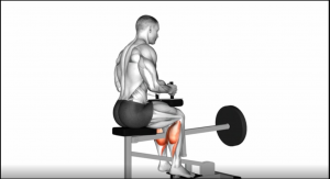 Seated Calvejpg — Gym Exercises option 31