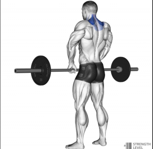 Shurgjpg — Gym Exercises option 33