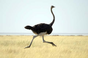 0156a707 2c4f 4582 A888 Bf191ace5f07jpeg — Animals I could Beat With a Metal Baseball Bat option 1