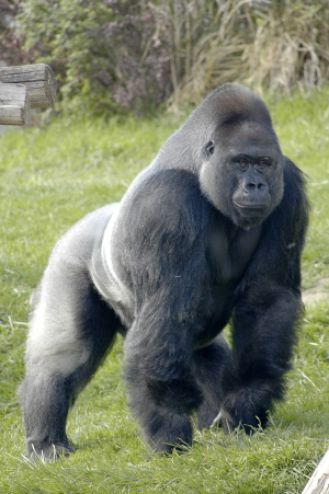 07462e10 6fc8 48a9 A3c5 Dccff3da35c0jpeg — Animals I could Beat With a Metal Baseball Bat option 3