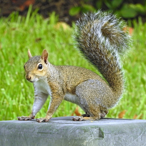 2a387891 1fd4 41db 9dfa 075e68895f1fjpeg — Animals I could Beat With a Metal Baseball Bat option 7