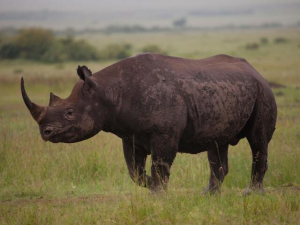 2b50a05a 350b 4065 87a8 Bb66b531f017jpeg — Animals I could Beat With a Metal Baseball Bat option 8