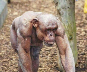 68ddd8d9 B7e3 423d 8930 E0b616102f10jpeg — Animals I could Beat With a Metal Baseball Bat option 13