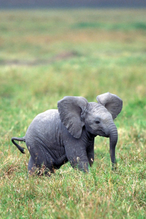 6f688ace F077 469e 90c6 34b526b0038bjpeg — Animals I could Beat With a Metal Baseball Bat option 15