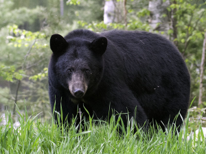 70197286 857c 4a4b 82d8 1c6c224391acjpeg — Animals I could Beat With a Metal Baseball Bat option 16