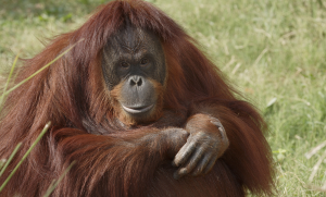 72eedc98 D574 4ef3 B5da 33e9ef85d11djpeg — Animals I could Beat With a Metal Baseball Bat option 17