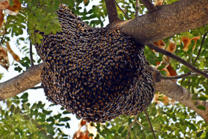 7abf7f03 A9c0 4a73 B37b 5547f9ae6c50jpeg — Animals I could Beat With a Metal Baseball Bat option 19