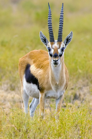 97e30715 F899 47a3 Bfdb Ffee7e2587e5jpeg — Animals I could Beat With a Metal Baseball Bat option 21