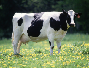 Aacb744d 3132 4675 A2a0 Fef0ea66aff1jpeg — Animals I could Beat With a Metal Baseball Bat option 22