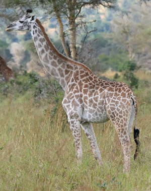 Cf633c80 6b10 4fe0 8de9 A60e64e80b31jpeg — Animals I could Beat With a Metal Baseball Bat option 25