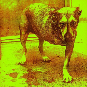 973e6f6997dcede2ab4f6367e172102bjpg — Grunge era albums option 12