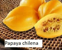 Papaya Chilena Godjpg — Tier List Frutas D E F I N I T I V O option 33