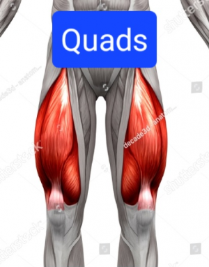 Screenshot20230316162005chrome — Everything Muscles option 2