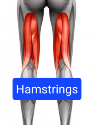 Screenshot20230316162051chrome — Everything Muscles option 3
