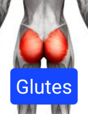 Screenshot20230316162133chrome — Everything Muscles option 4