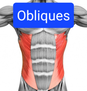 Screenshot20230316162254chrome — Everything Muscles option 6