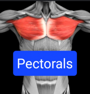 Screenshot20230316162327chrome — Everything Muscles option 7