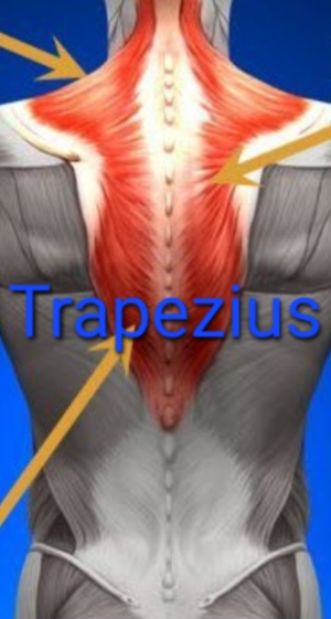Screenshot20230316162554chrome — Everything Muscles option 11