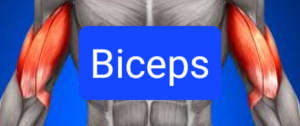 Screenshot20230316162626chrome — Everything Muscles option 12