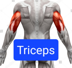 Screenshot20230316162723chrome — Everything Muscles option 13