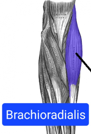 Screenshot20230316162752chrome — Everything Muscles option 14
