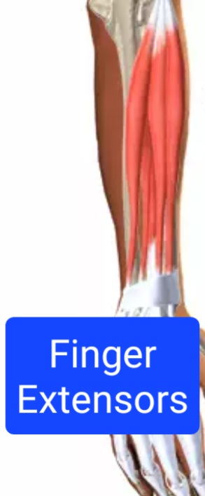 Screenshot20230316163020chrome — Everything Muscles option 16