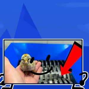 Untitled52120230912163159 — Battle For Cool Frog Tier List V3 option 33