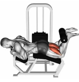 Curl Femoral Acostado — TIERLIST TREN INFERIOR + ABDOMEN CREATINE BOYS option 3