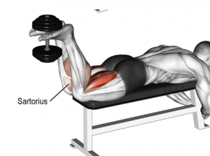 Curl Femoral Con Manc — TIERLIST TREN INFERIOR + ABDOMEN CREATINE BOYS option 4