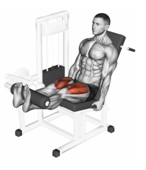 Extencion Cuadriceps — TIERLIST TREN INFERIOR + ABDOMEN CREATINE BOYS option 8