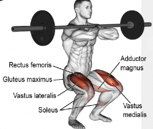 Front Squat — TIERLIST TREN INFERIOR + ABDOMEN CREATINE BOYS option 9