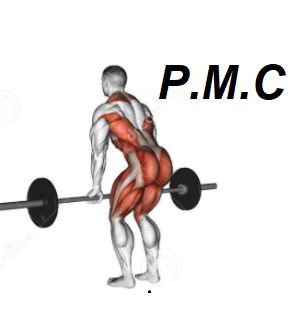 Pmc — TIERLIST TREN INFERIOR + ABDOMEN CREATINE BOYS option 15