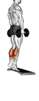 Tobillo 2 — TIERLIST TREN INFERIOR + ABDOMEN CREATINE BOYS option 32