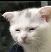 Screenshot20230719023518 — Turkish board 2 option 116
