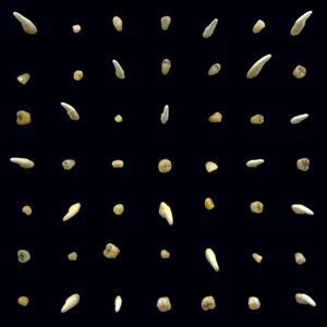 Zzzzz 1686774351clipping Visions Of Bodies Being Burned Cover Art — Top RYM Albums, Mixtapes, etc and also some other stuff option 426