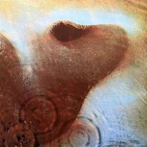 Zzzzz 1686777310pink Floyd Meddle Cover Art — Top RYM Albums, Mixtapes, etc and also some other stuff option 736
