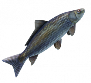 Zzzzz 1699030740fish From Sandiego — deepfaken weapon tierlist option 53