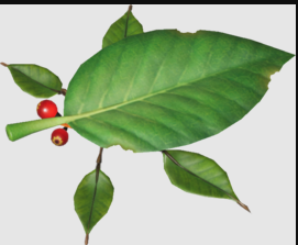 Skitterleafpng — Every Pikmin Enemy (August 2023) option 168