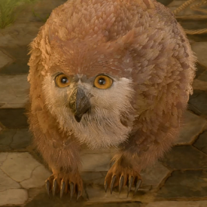 Owlbearcubnpcsbg3wikiguide160px — Baldur's Gate 3 Characters option 42