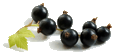 Blackcurrantsmallgif — ALL Fruits option 7