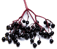 Elderberriessmallgif — ALL Fruits option 21