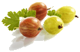 Gooseberriessmallgif — ALL Fruits option 24
